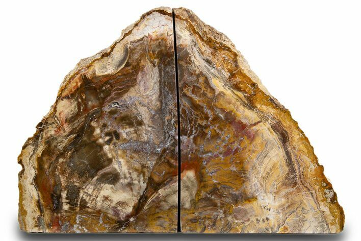 Tall, Colorful Petrified Wood Bookends - Madagascar #303523